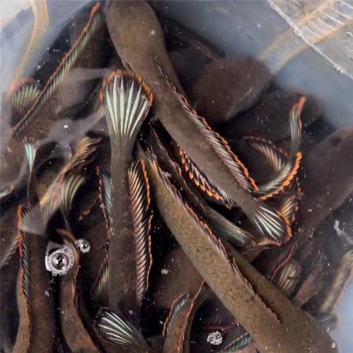彩虹雷龍魚苗長什么樣