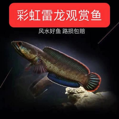 彩虹雷龍魚苗長什么樣