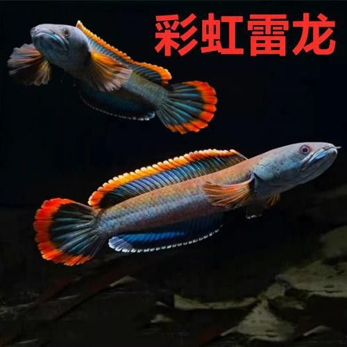 彩虹雷龍魚苗長什么樣
