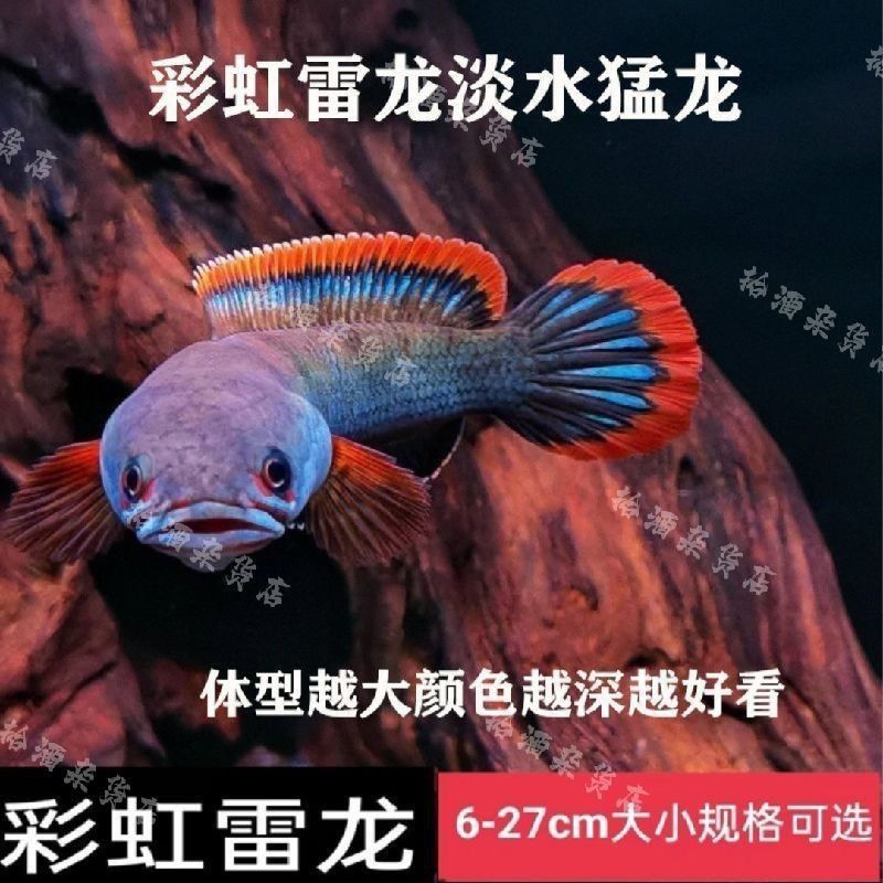 彩虹雷龍魚苗長什么樣