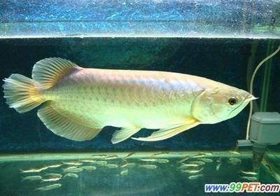 龍魚(yú)有必要加黑水嗎（是否需要在龍魚(yú)缸中加黑水？）