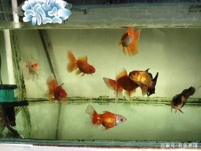 如何自制龍魚飼料