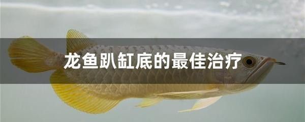 龍魚(yú)經(jīng)常停留不愛(ài)游動(dòng)咋回事兒：龍魚(yú)不愛(ài)游動(dòng)怎么辦
