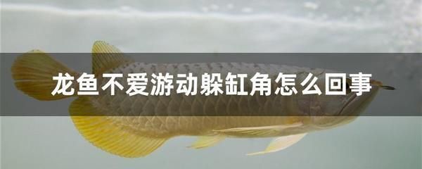 龍魚(yú)經(jīng)常停留不愛(ài)游動(dòng)咋回事兒：龍魚(yú)不愛(ài)游動(dòng)怎么辦