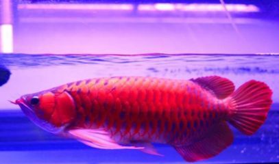 龍魚必須要用燈光嗎為什么：飼養龍魚時，燈光對龍魚的發色有著重要影響，飼養者需要注意