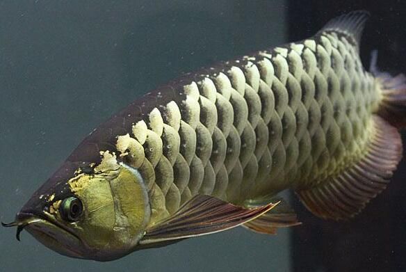 金龍魚(yú)最多長(zhǎng)多大：金龍魚(yú)的體長(zhǎng)可以有多大？
