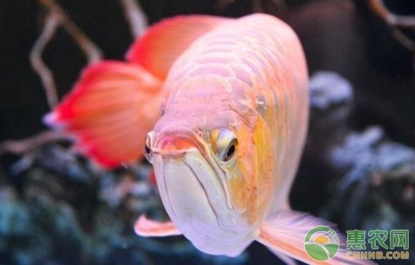 龍魚怎么喂養,需要注意什么問題和措施：養龍魚時需要注意的幾個重要方面