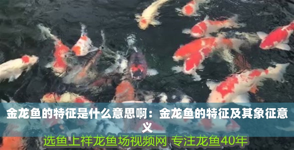 金龍魚的特征是什么意思啊：金龍魚的特征及其象征意義