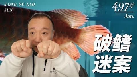 紅龍魚的視頻大全圖片欣賞