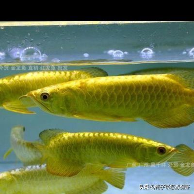 龍魚拉屎飄起來怎么回事：龍魚拉屎飄起來可能是因為水質問題、喂食過量或消化不良等原因