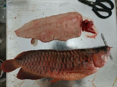 龍魚喂大魚肉好不好：喂食大魚肉給龍魚是一個常見的做法，但也存在一些潛在的風險和注意事項