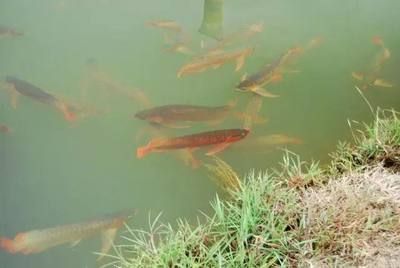 龍魚池塘放養(yǎng)：龍魚可以在池塘中放養(yǎng)嗎？