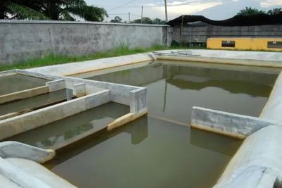 龍魚池塘放養(yǎng)：龍魚可以在池塘中放養(yǎng)嗎？