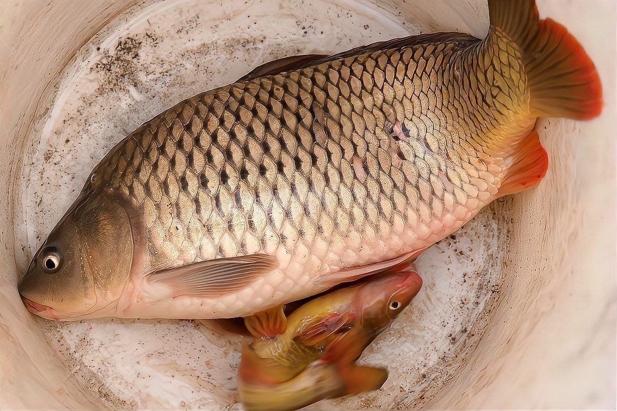 紅龍魚品牌有哪些種類（世界上8大紅龍魚品種，一條價值高達268萬元!）