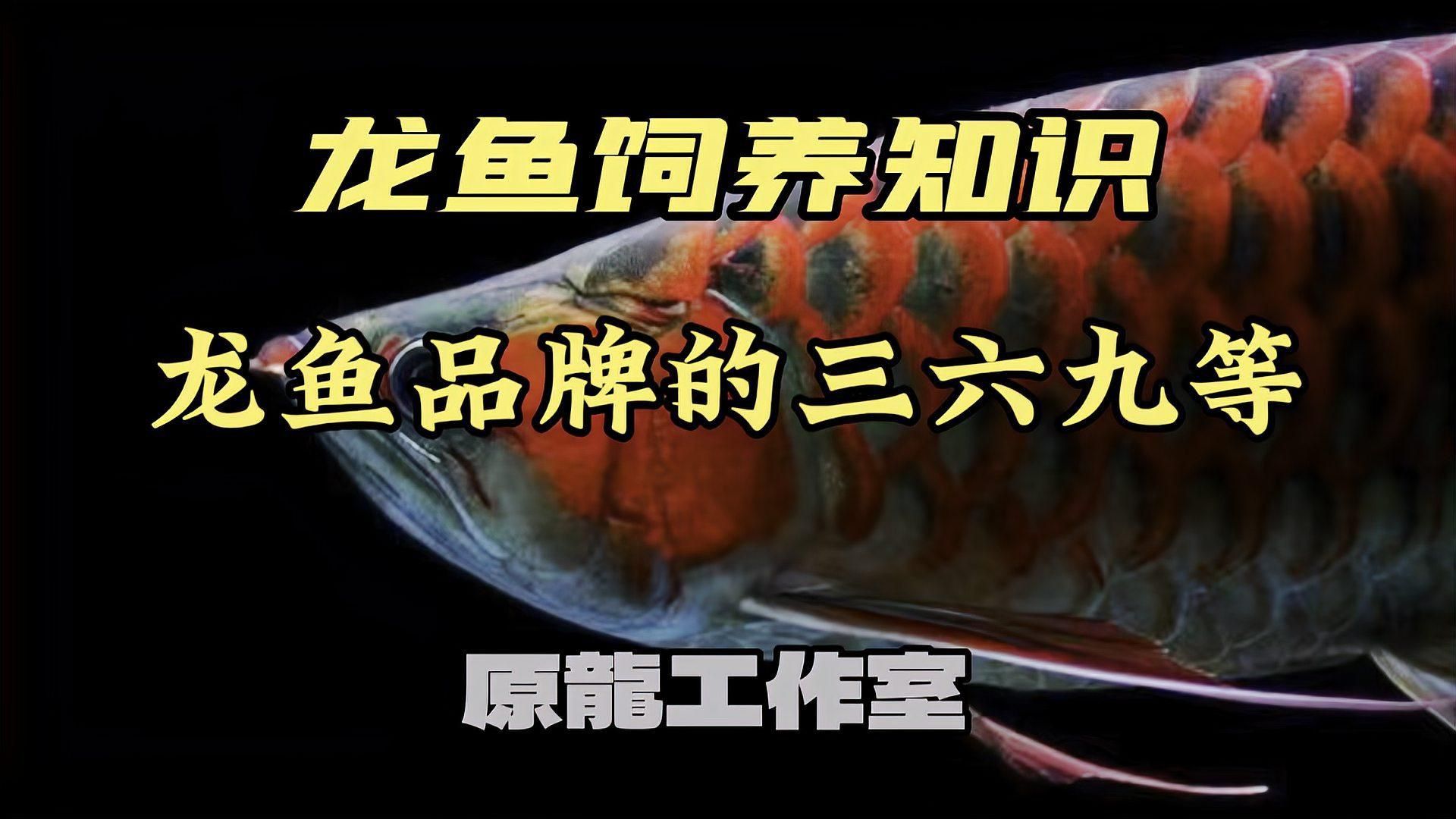 龍魚品牌