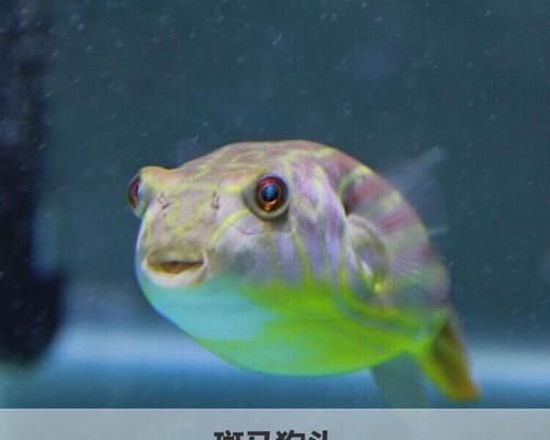 斑馬狗頭魚(yú)適宜的水質(zhì)參數(shù)：斑馬狗頭魚(yú)適宜水質(zhì)參數(shù)