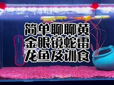 雷龍魚訓食飼料：雷龍魚的訓食飼料種類、喂養方法和注意事項介紹