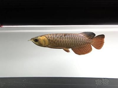 龍魚貼著缸壁游：龍魚為什么貼著缸壁游？