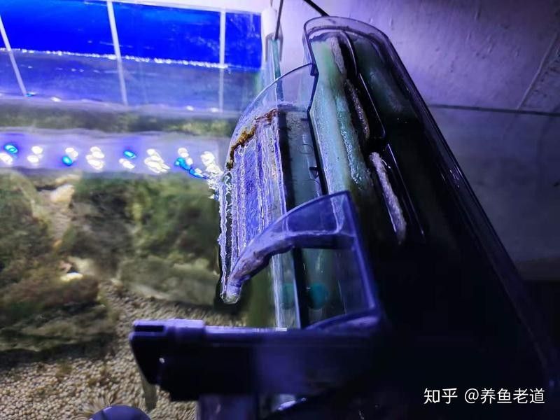 龍魚缸清理時需要換水嗎？