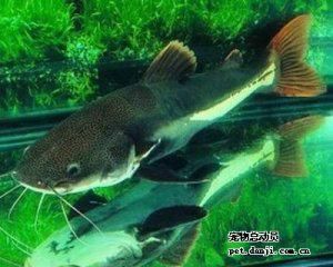 紅尾貓魚和龍魚混養(yǎng)：紅尾貓魚和龍魚可以混養(yǎng)嗎
