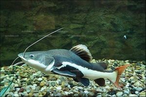 紅尾貓魚和龍魚混養(yǎng)：紅尾貓魚和龍魚可以混養(yǎng)嗎