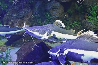 紅尾貓魚和龍魚混養(yǎng)：紅尾貓魚和龍魚可以混養(yǎng)嗎