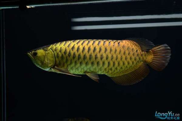 24K金頭過背金龍魚的市場價格是多少？