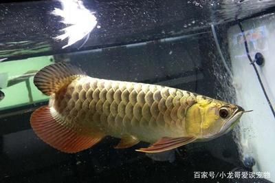 金龍魚多久會發色好：金龍魚發色時間主要取決于其品種、血統以及生活環境等因素