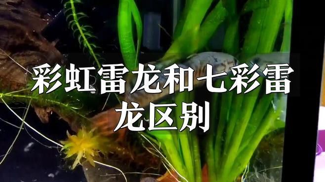 七彩雷龍魚和彩虹雷龍魚
