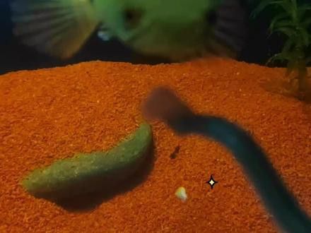 七彩雷龍魚和彩虹雷龍魚
