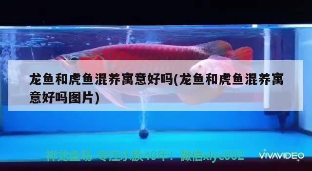 龍魚和虎魚混養有什么講究沒：龍魚和虎魚混養在風水學中具有非常好的觀賞性和寓意