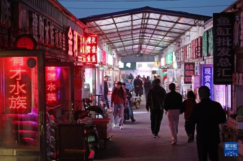 鞍山龍魚批發(fā)市場(chǎng)地址電話