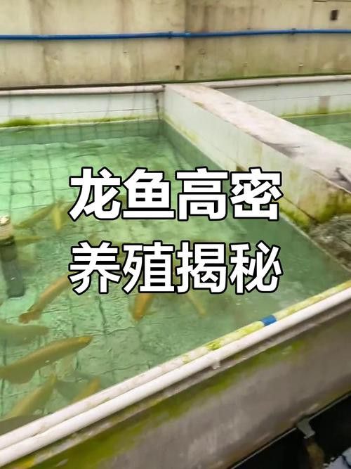 太原龍魚哪家好養殖場