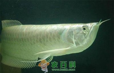 龍魚大力呼吸的原因（龍魚大力呼吸可能是由于缺氧、水質問題、消化不良或其他因素引起的）