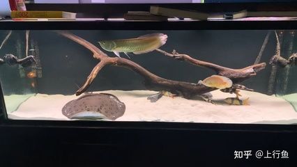 清道夫能和銀龍魚混養嗎（清道夫和銀龍魚可以混養嗎？）
