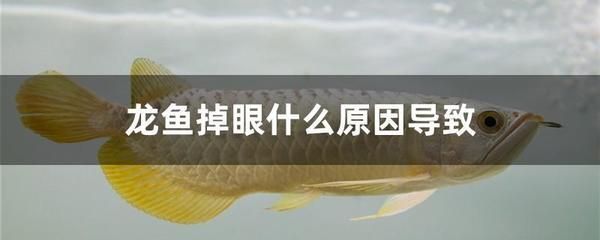 龍魚飼料蛋白質脂肪營養需求量（龍魚需要高蛋白質的飼料來維持其健康）