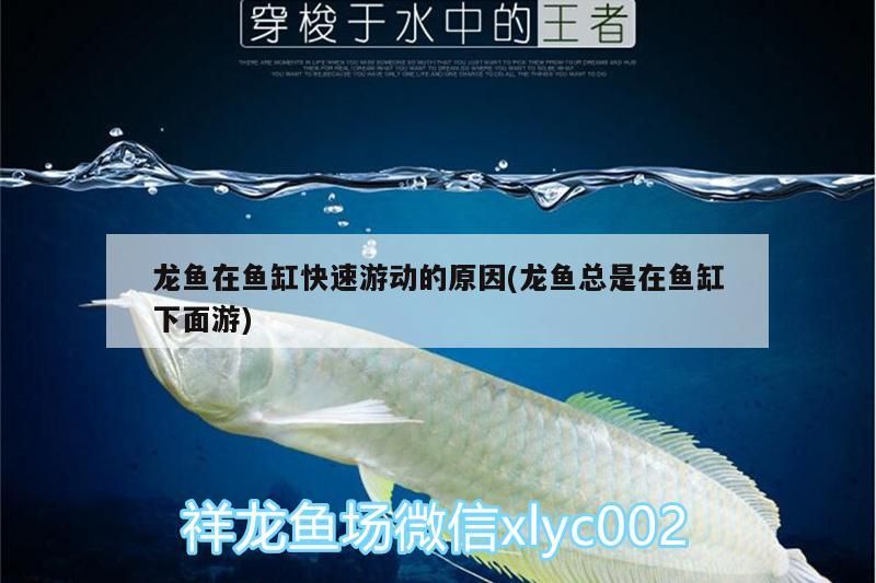 金龍魚和紅龍魚的區別,怎么區分啊：金龍魚和紅龍魚的區別,怎么區分啊