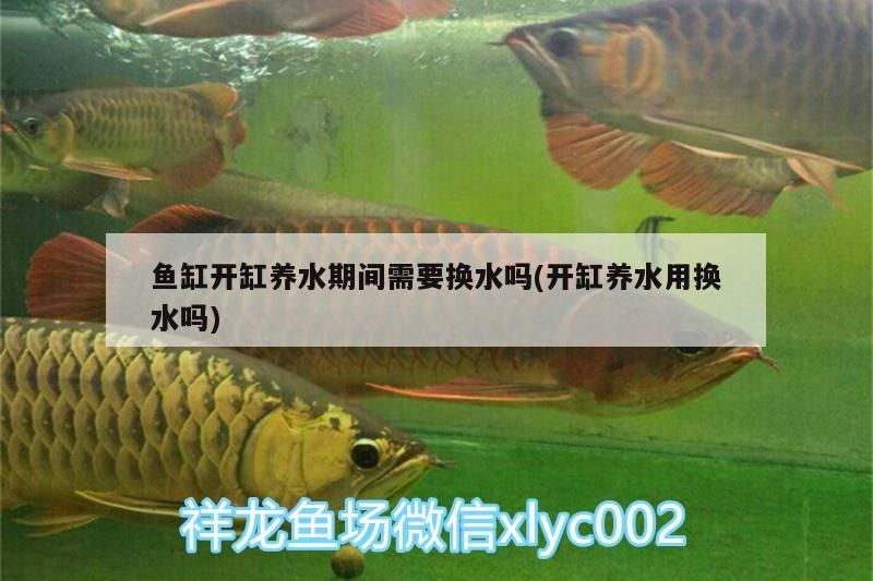 金龍魚和紅龍魚的區別,怎么區分啊：金龍魚和紅龍魚的區別,怎么區分啊