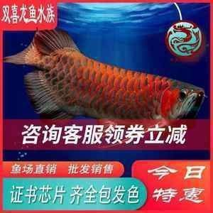 紅龍魚批發(fā)市場在哪里啊電話，