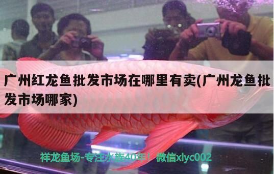 紅龍魚批發(fā)市場在哪里啊電話，