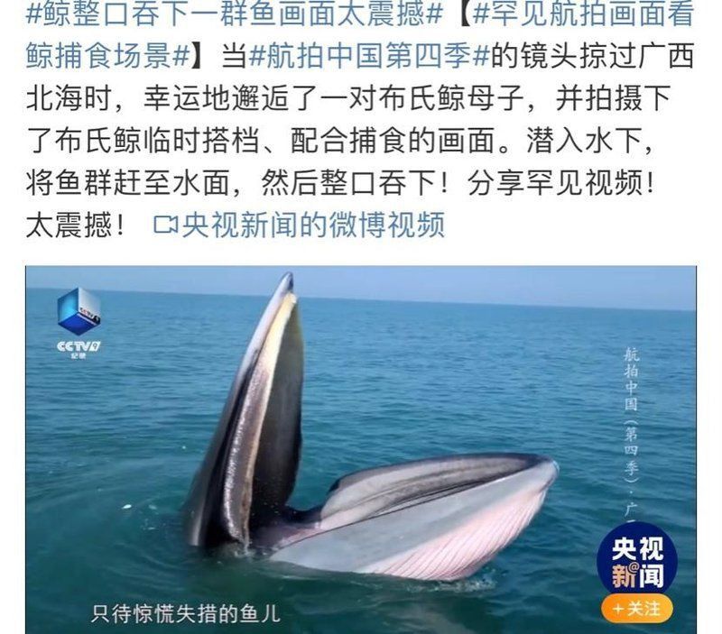 鯨魚的嘴巴真大什么