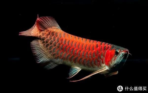 龍魚可以喂魚飼料嗎有毒嗎