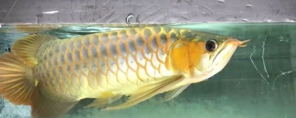 龍魚經常跳缸正常嗎：龍魚經常跳缸是不正常的，需要了解龍魚跳缸的養護技巧