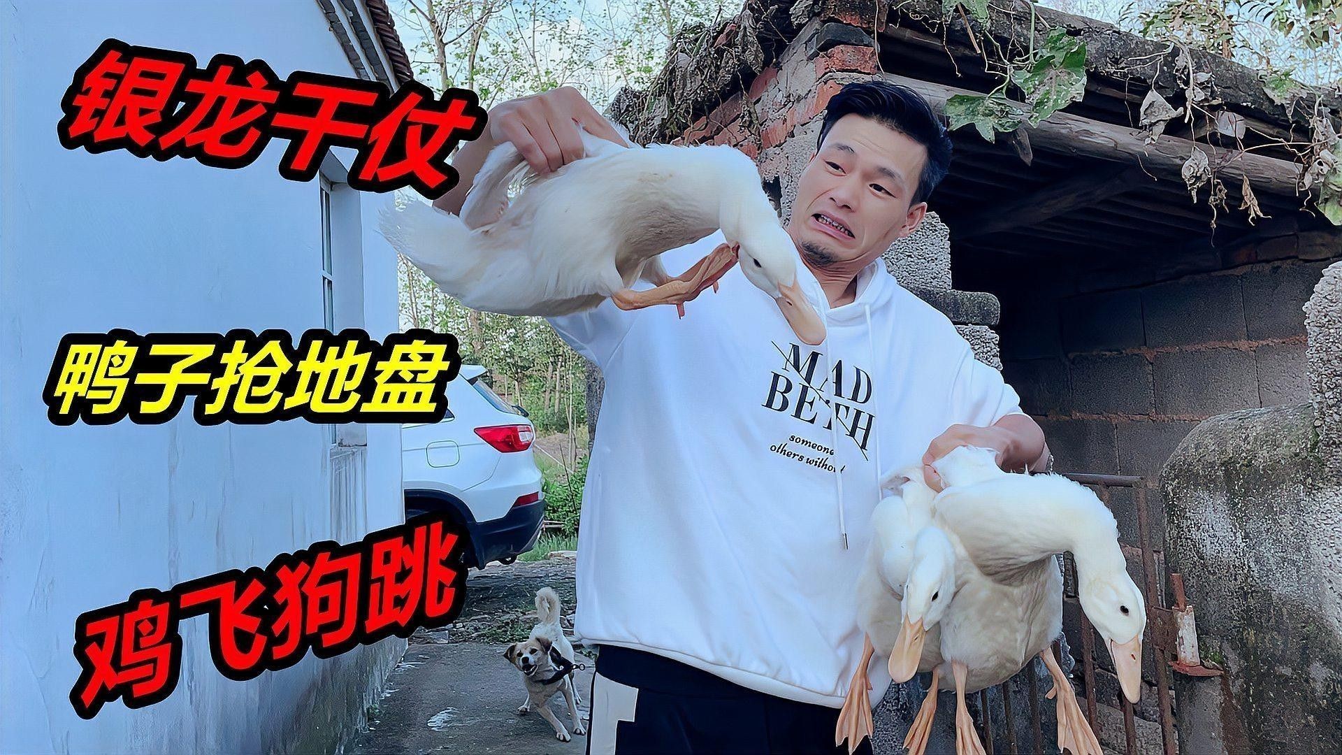 銀龍魚人工能繁殖嗎