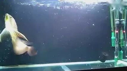 龍魚捕食：關(guān)于龍魚捕食方式的詳細(xì)介紹
