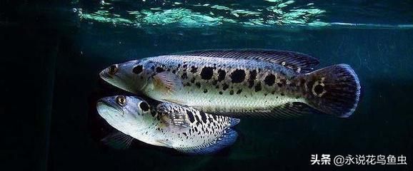 龍魚捕食：關(guān)于龍魚捕食方式的詳細(xì)介紹