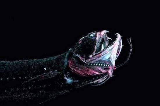 龍魚捕食：關于龍魚捕食方式的詳細介紹