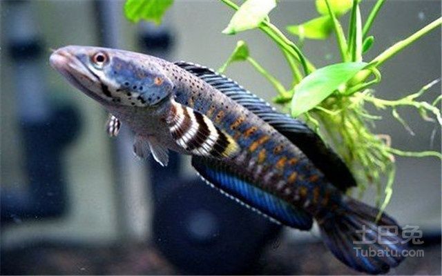 雷龍魚怎么喂：雷龍魚飼養方法