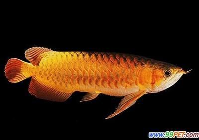 金龍魚的起源歷程：金龍魚什么時候開始有的金龍魚什么時候開始有的