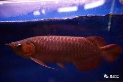 紅色龍魚多少錢一條（紅色龍魚價格多少錢一條）